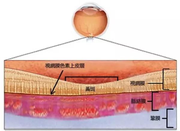 玻璃体视网膜