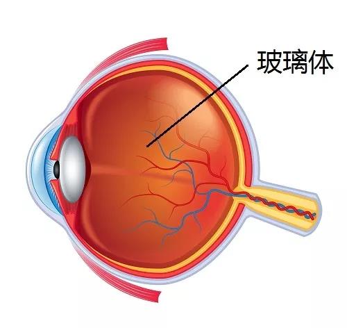 玻璃体视网膜