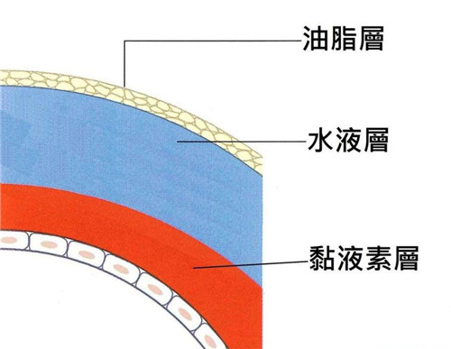 眼表眼角膜