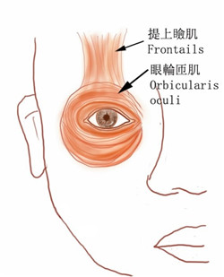 眼表眼角膜