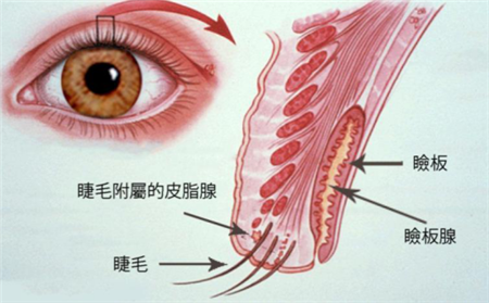 眼表眼角膜