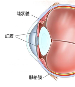 眼表眼角膜