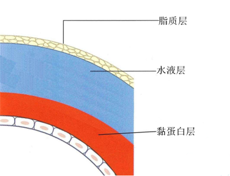 眼表眼角膜