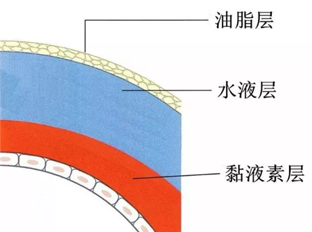 眼表眼角膜