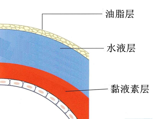 眼表眼角膜